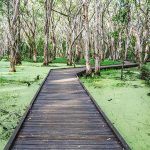 Kommo Toera Trail - What to do in Mackay