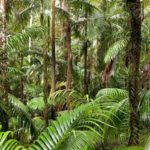 Tree ferns Eungella NP - What to do in Mackay